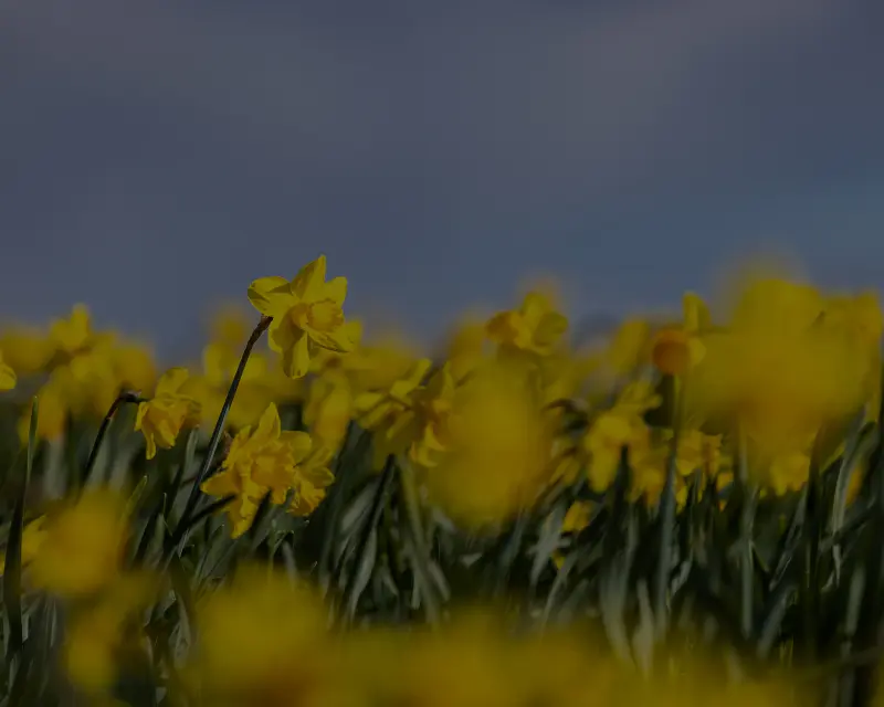 Daffodils