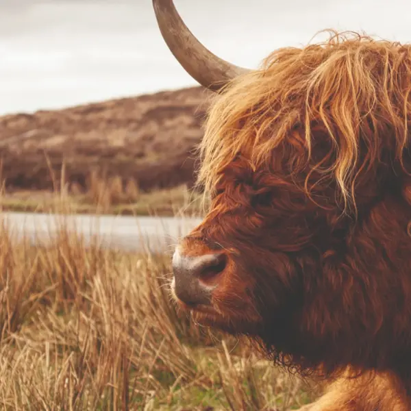50 Things You Only Understand if You've Been to Scotland