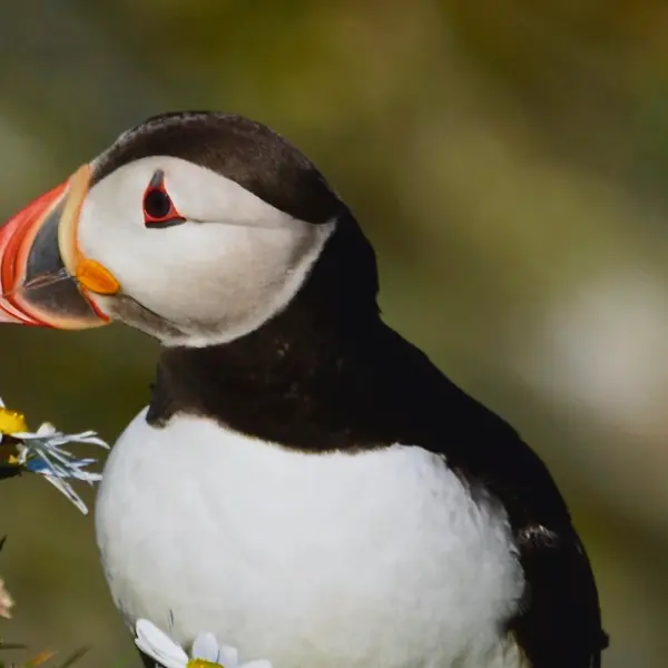 A Guide to Mull, Iona & Staffa: The Wildlife Haven