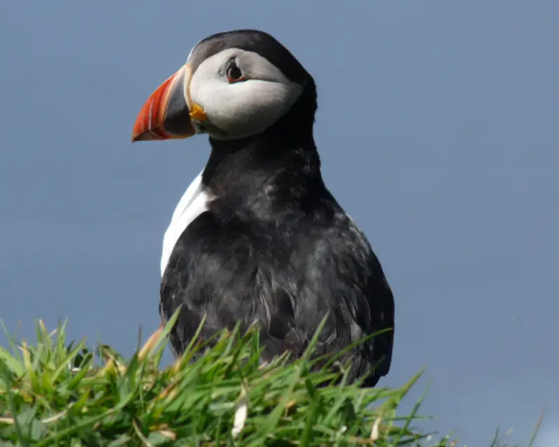 a puffin standing in the grass