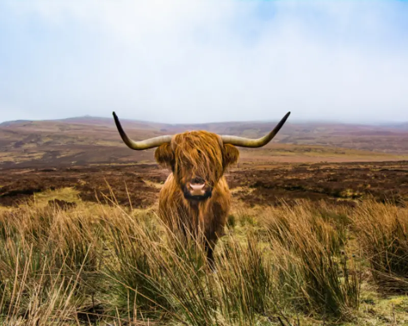 highland coo in a field