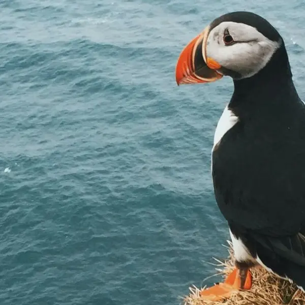 Everything You Need to Know about Puffins