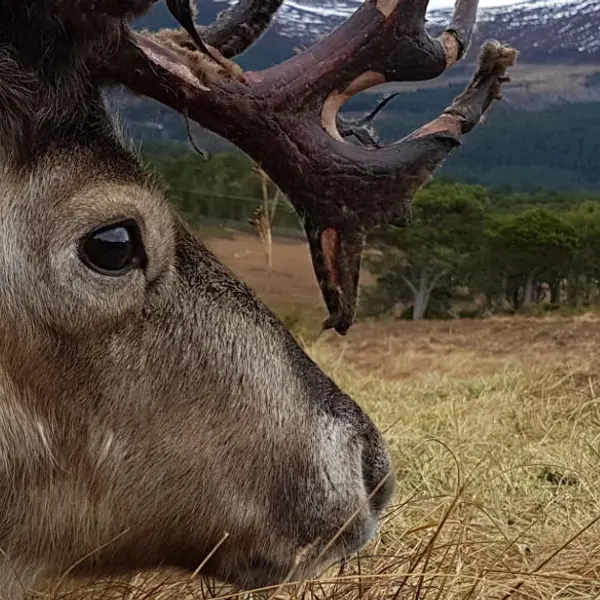 Everything You Need to Know about Scotland's Reindeer