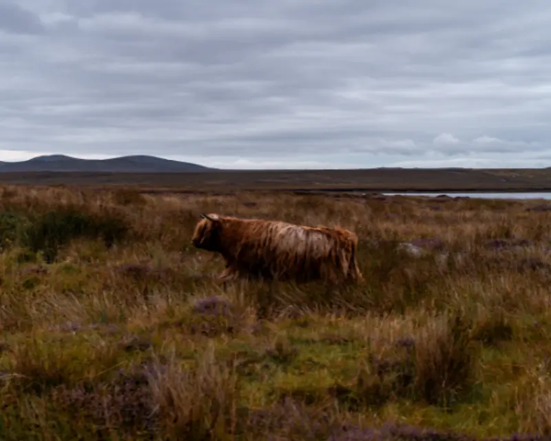 highland cow in a rugged scottish landscape