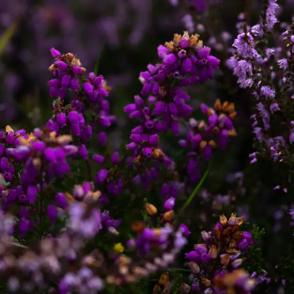 Haste Ye Back to the Outer Hebrides