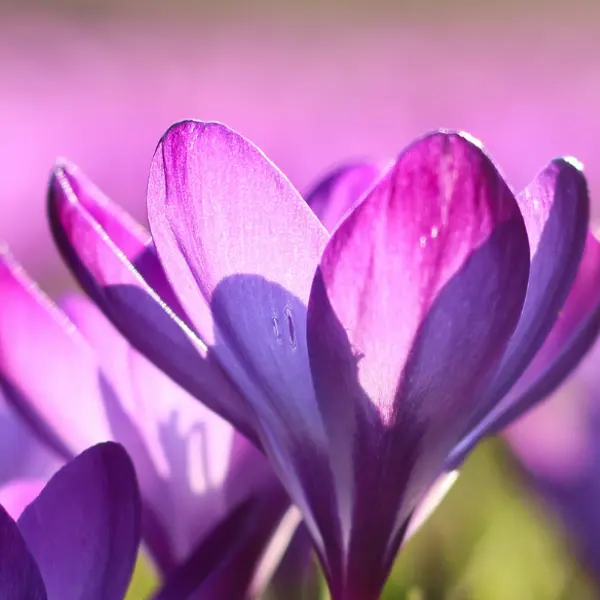 How to Celebrate the Spring Equinox in 2026