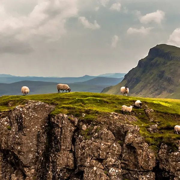 Skye Needs Your Help