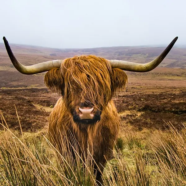The Highland Cow - More Than Just a Hairy Face