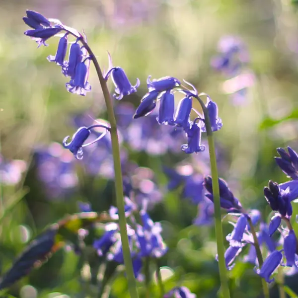 What To Do in Spring in the UK and Ireland