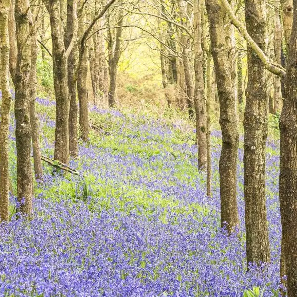 What's Spring Like in the UK & Ireland?