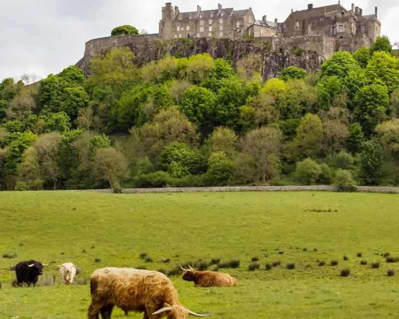 Highland cows with Stirling Castle