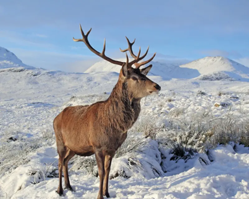 Winter Wildlife in Scotland