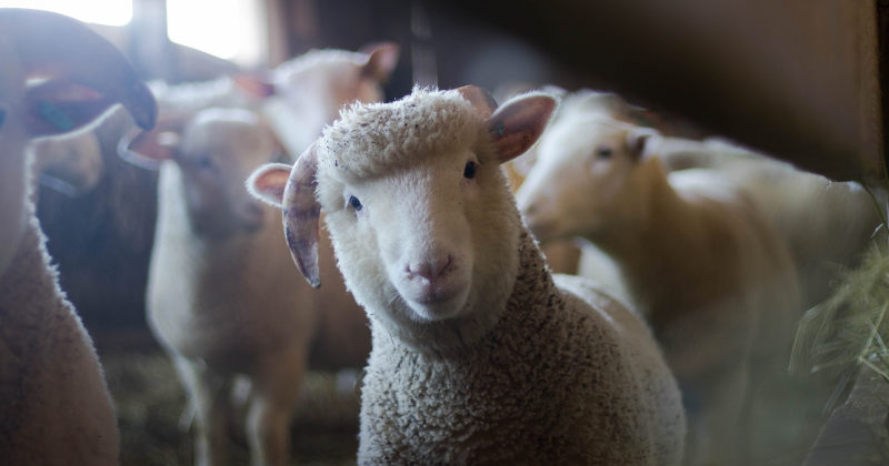 Ireland Sheep