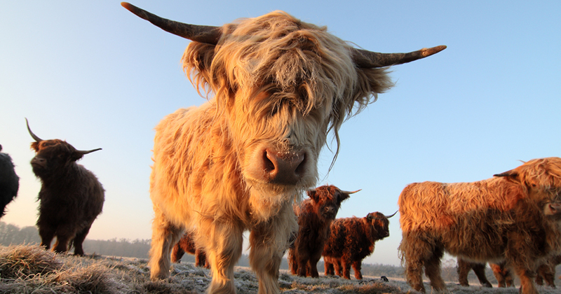 Where to see Highland cows in Scotland