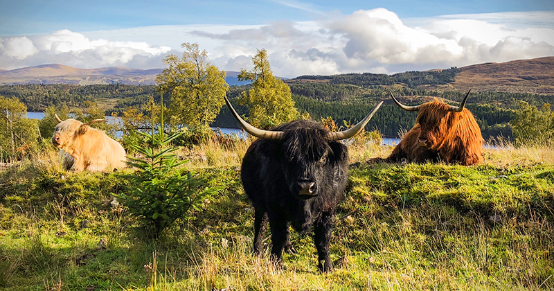 Scottish Highland Cows - Adorable Fluffy Long Haired Cow Facts!