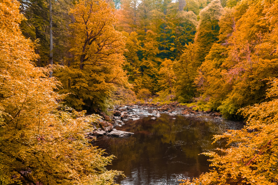 autumn trees over a river