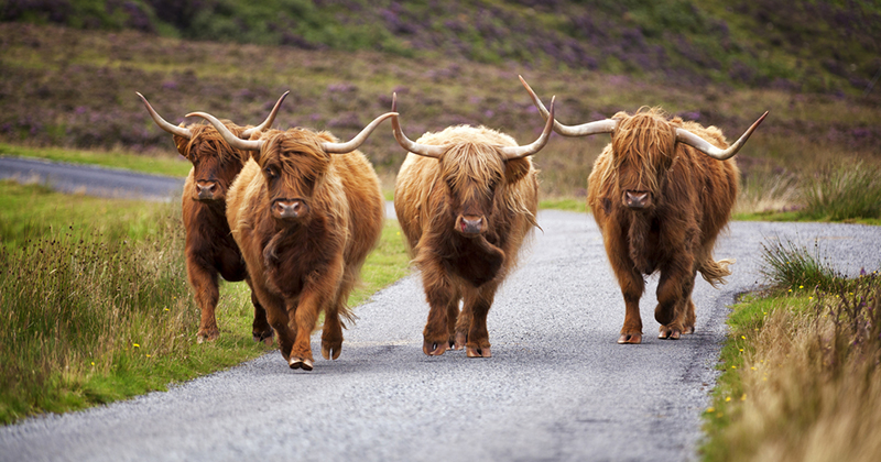 Image result for highland cows