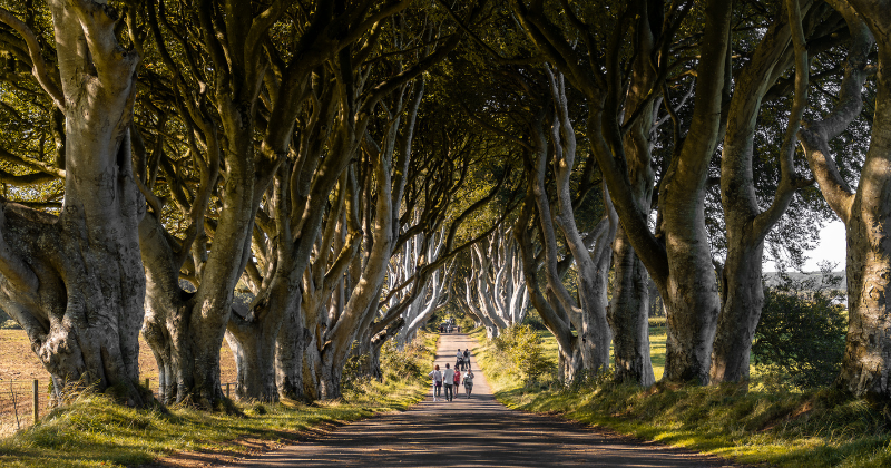 dark hedges