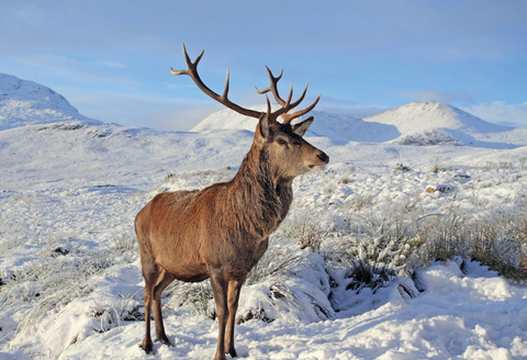 stag in snow