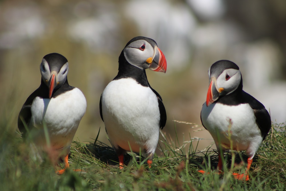 three puffins stood in a line on a grass path