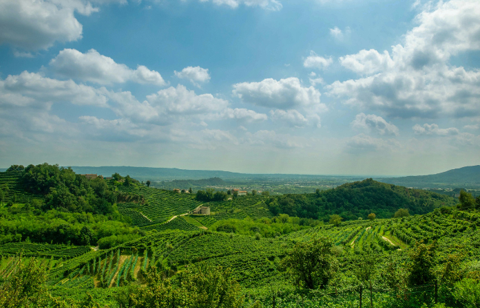 vineyards