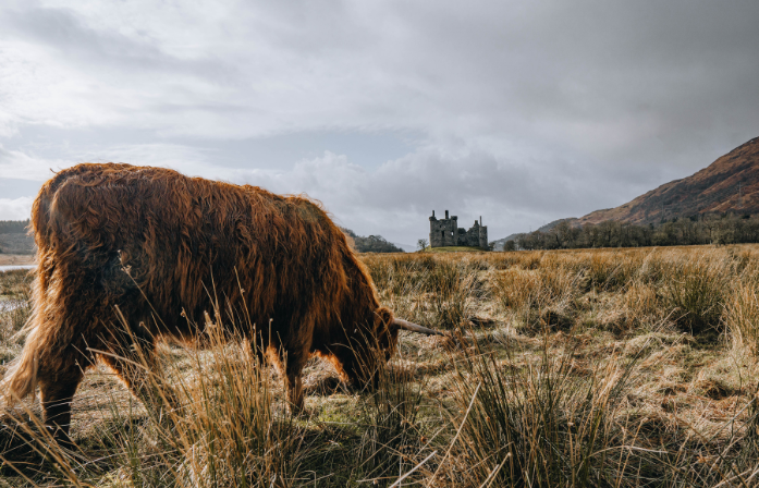 highland cow at castle