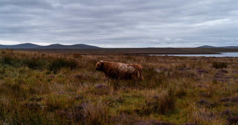 outer hebrides coo