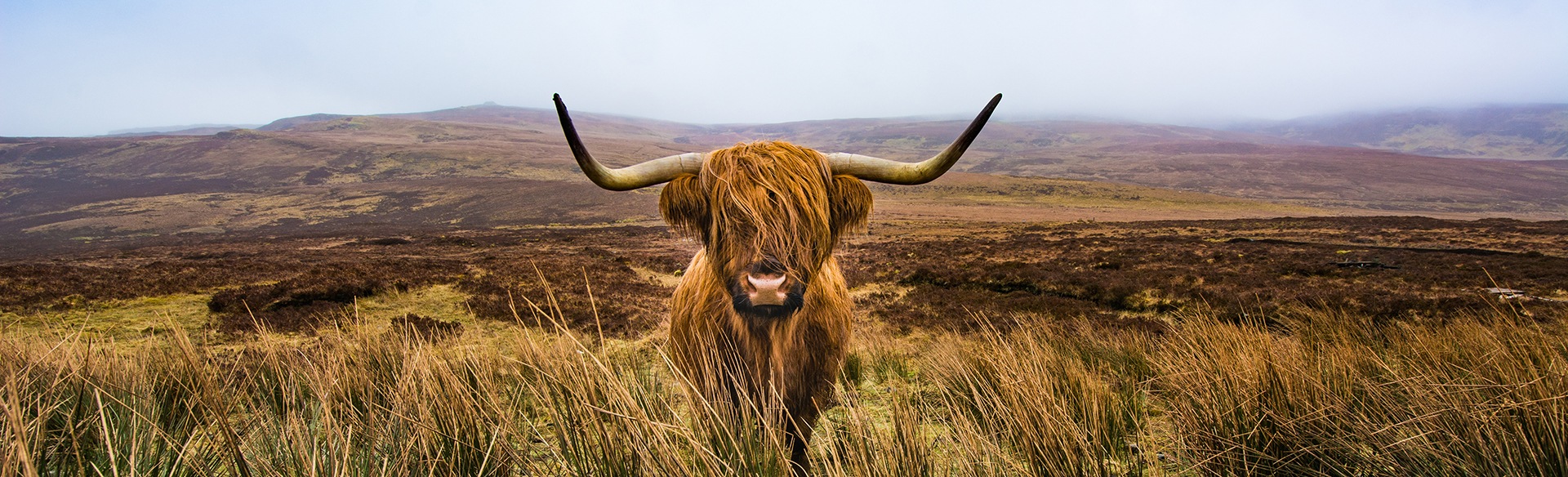 Highland Cows - Scotland's true national animal.