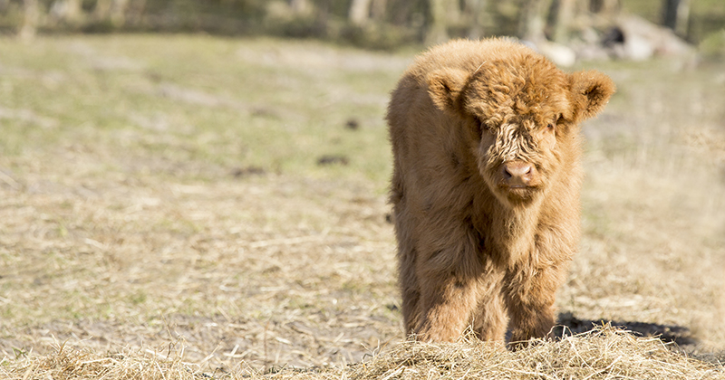 30 Fun Facts About Highland Cows, Highland Cow Facts