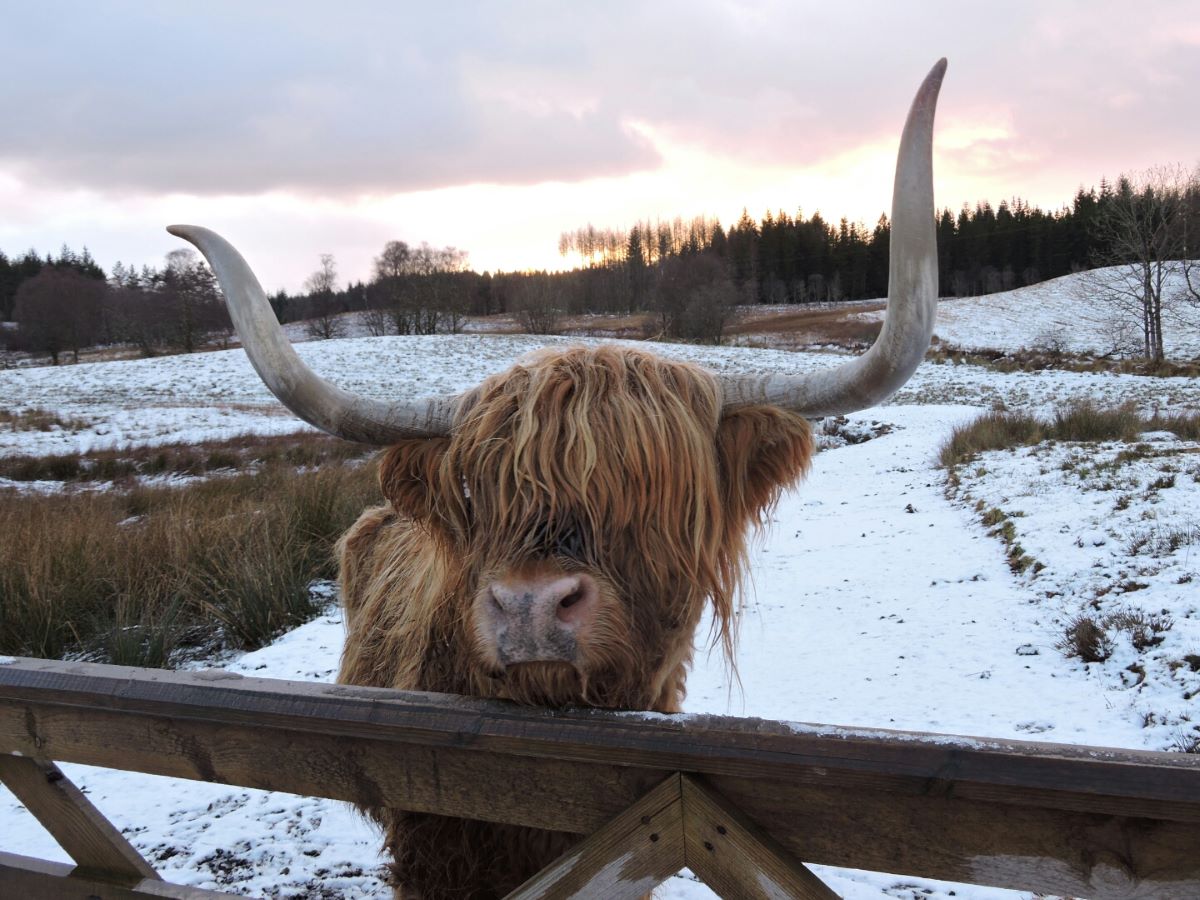 Highland cow