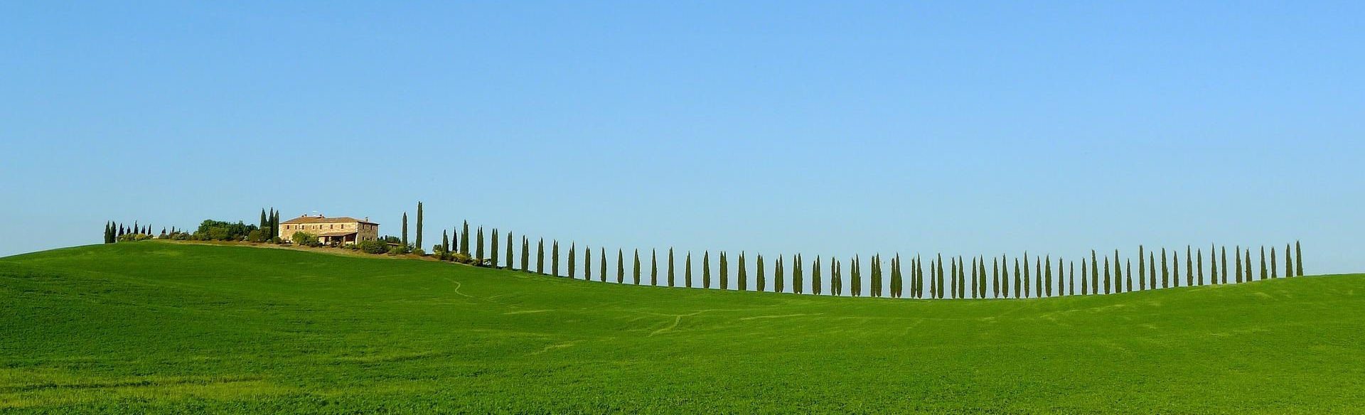 Tuscan cypress tree view