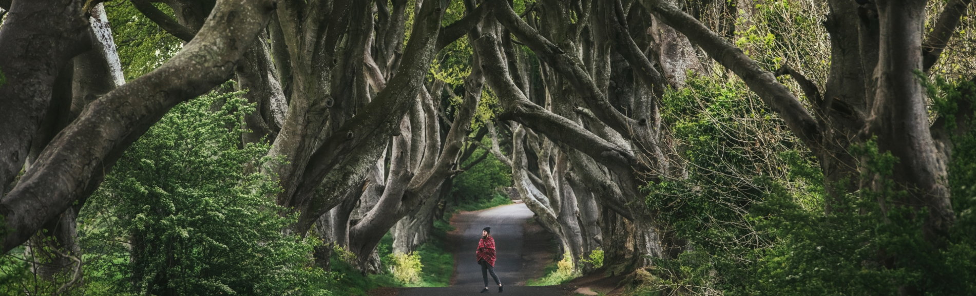 dark hedges