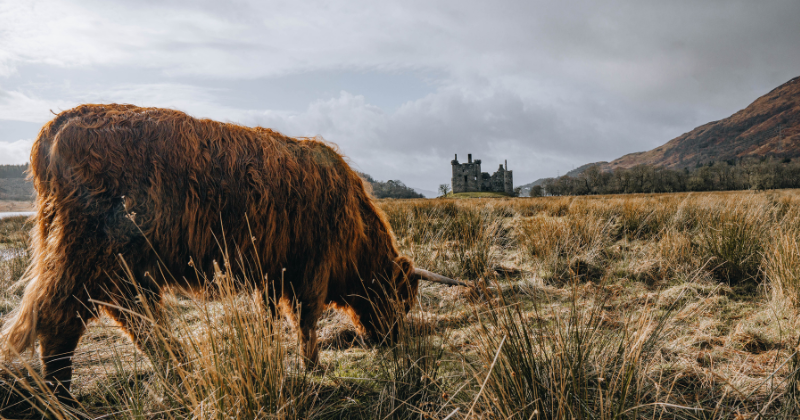 Highland Cow