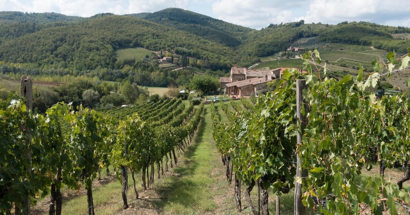 Grapes growing for wine