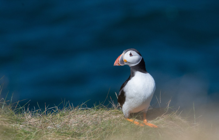 Puffin