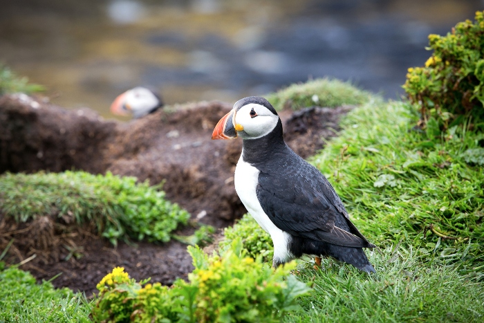 scottish islands driving tour