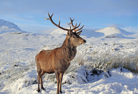 rabbie tours uk