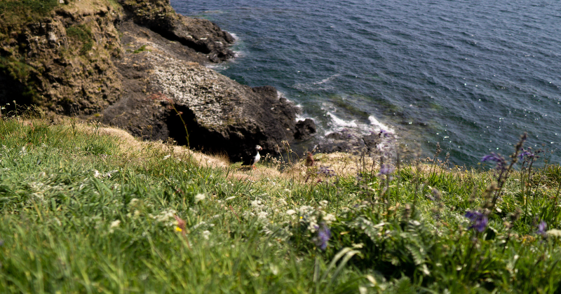 puffins on staffa