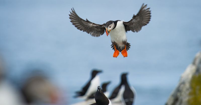 Puffin Landing