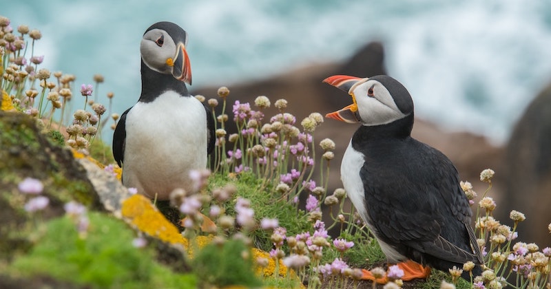 puffins are just some of the Scottish wildlife you can see on a small group tour
