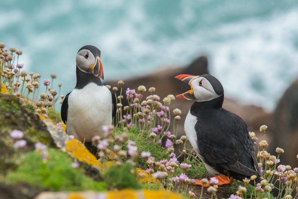 two puffins on a rocky cliff edge in Scotland