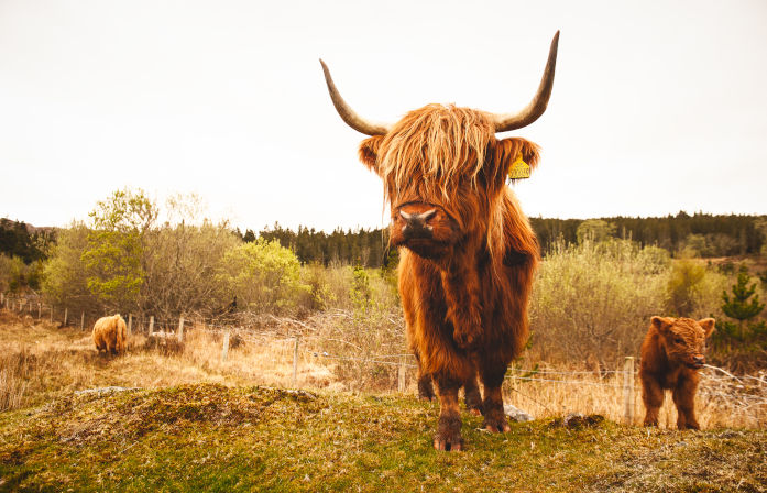 Highland Cow