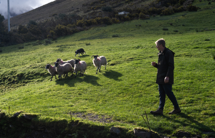 Ring of Kerry sheepdogs