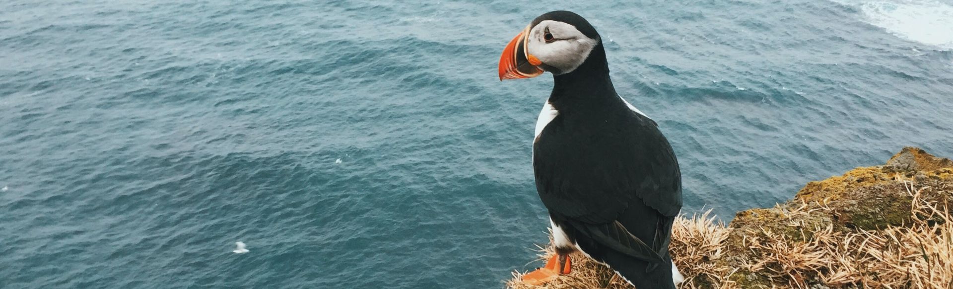 Puffin facts