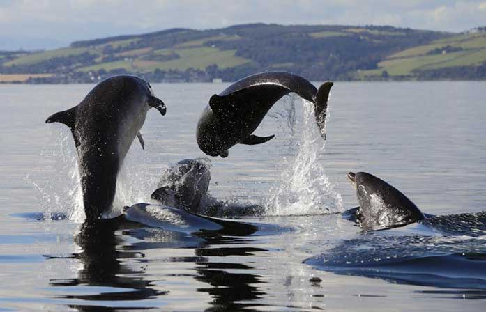 Bottlenose Dolphins in Beauly Firth