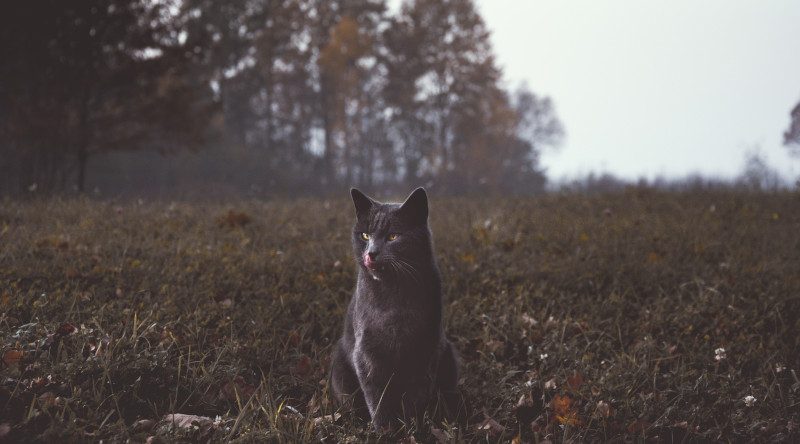 is the beast of bodmin moor real