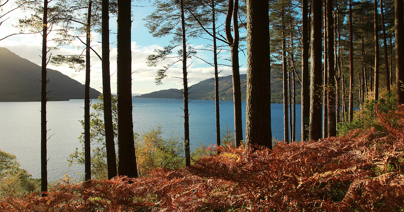 a view through the trees of the beautiful blue water of Loch Lomond in Scotland