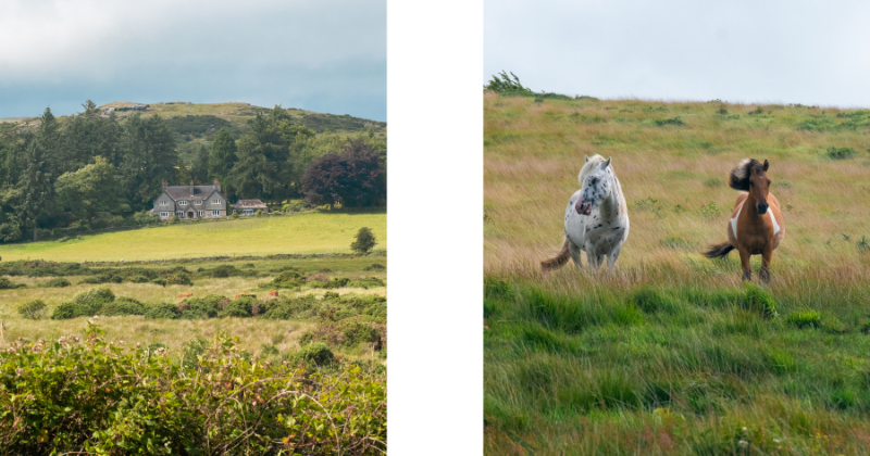 dartmoor rabbies