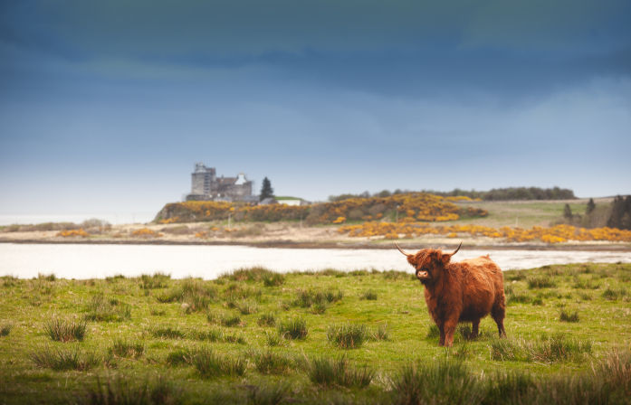 Highland Cow Isle of Mull