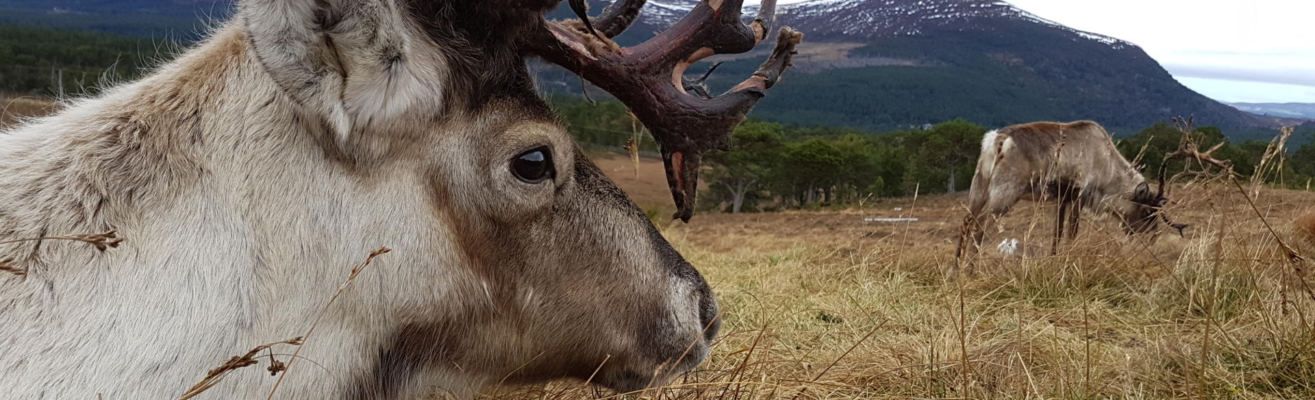 Reindeer in Scotland